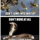 Surival Tips Against Various Animals