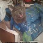 Surprise