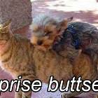 Surprise Buttsecks