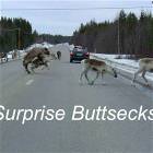Surprise Buttsecks