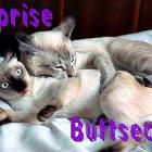 Surprise Buttsecks Kittah