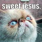 Sweet Jesus Cat