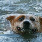Swim Harder
