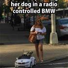 Taking My Dog For A Ride