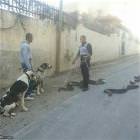 Taking My Snakes For A Walk