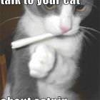 Talk To Your Cat