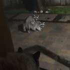 Taunting The Cat
