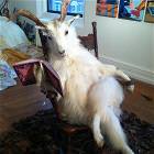 Taxidermist Friend