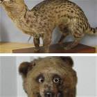 Taxidermy Gone Right