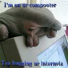 Tea Bagging Cat