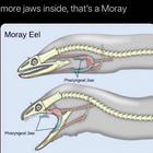 Thats A Moray