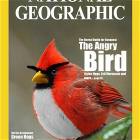The Angry Bird