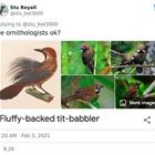 The Babbler