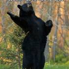 The Bear