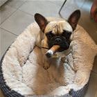 The Best Doggo Toy