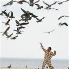 The Bird Man