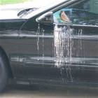 The Bird Toilet
