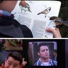 The Bird