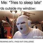 The Birds Outside