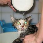 The Cat Bath