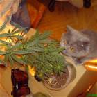 The Cat Knows