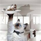 The Cat Waiter