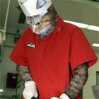 The Chef