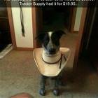 The Cone Of Shame Upgrade