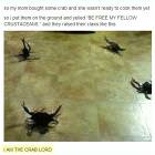 The Crab Lord