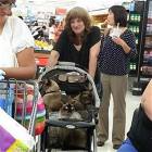 The Craziest Cat Lady