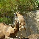 The Crazy Zoo