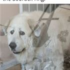 The Doorbell