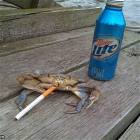 The Drunken Crab