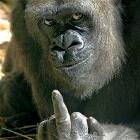 The Finger