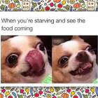 The Food Is Coming