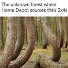 The Forest