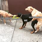 The Government