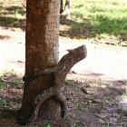 The Humper Tree