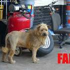 The Lion Dog