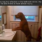 The Mirror Dog