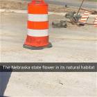 The Nebraska State Flower