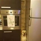 The New Roomba