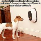 The Pet Cam