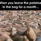 The Potato Bag