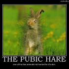 The Pubic Hare