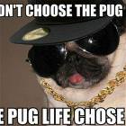 The Pug Life