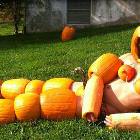 The Pumpkin Man