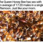 The Queen Bee