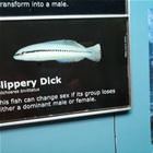 The Slippery Dick