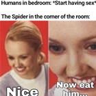 The Spider